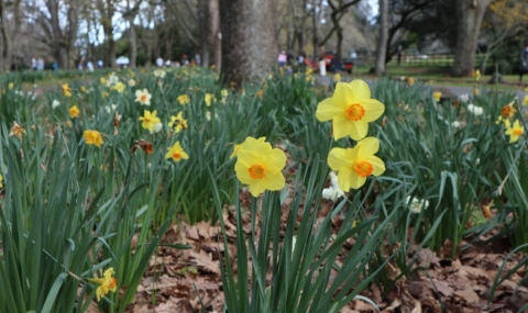 Daffodils in Cornwall Park, Auckland