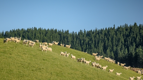 Sheep grazing near pine forest boundary