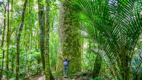 Tāne Mahuta, 2000 years old, still growing, and our largest kauri tree. Waipoua Forest on Northland's west coast, just north of Dargaville